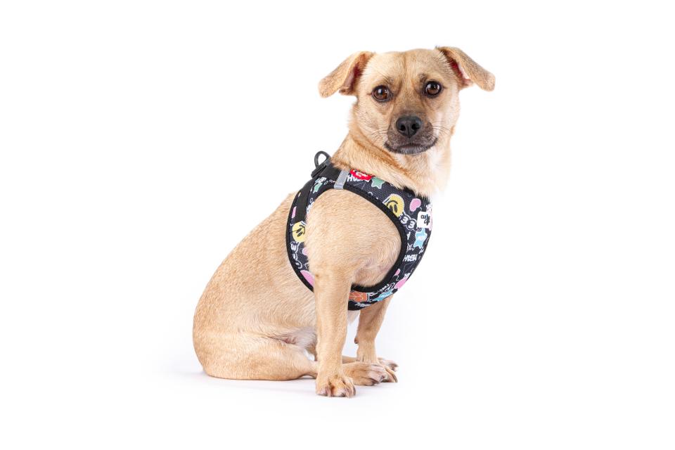 Curli Vest harness Clasp Air-Mesh - Limited Edition