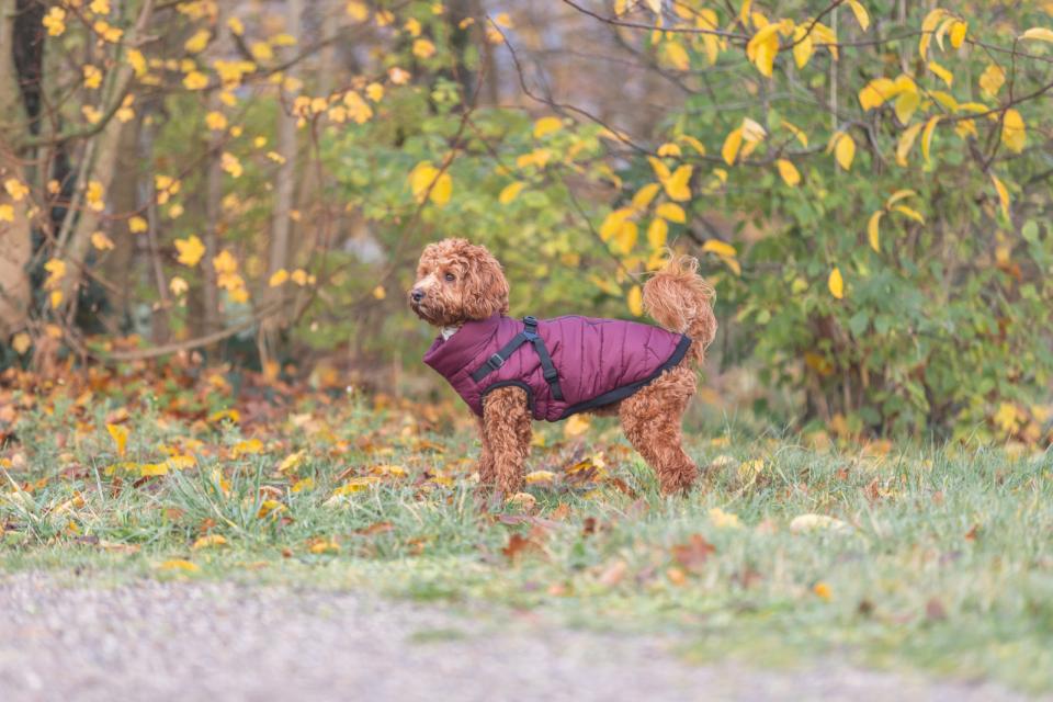Trixie Pirou Winterjacke mit Gurtzeug