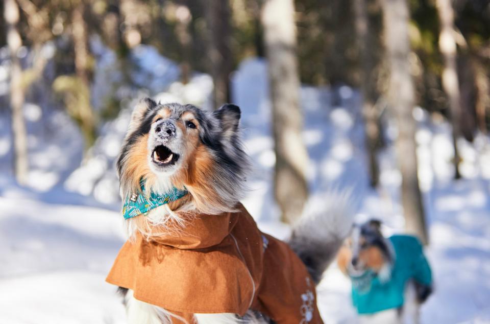 Hurtta Monsoon II ECO hundjacka