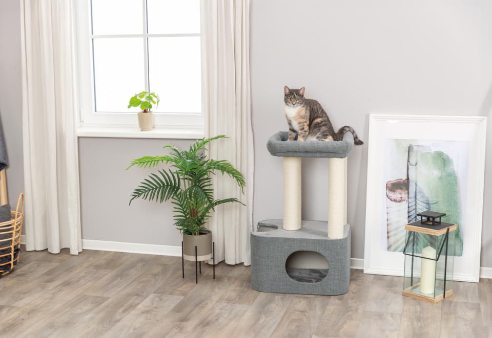 Trixie Viviana scratching tree, square