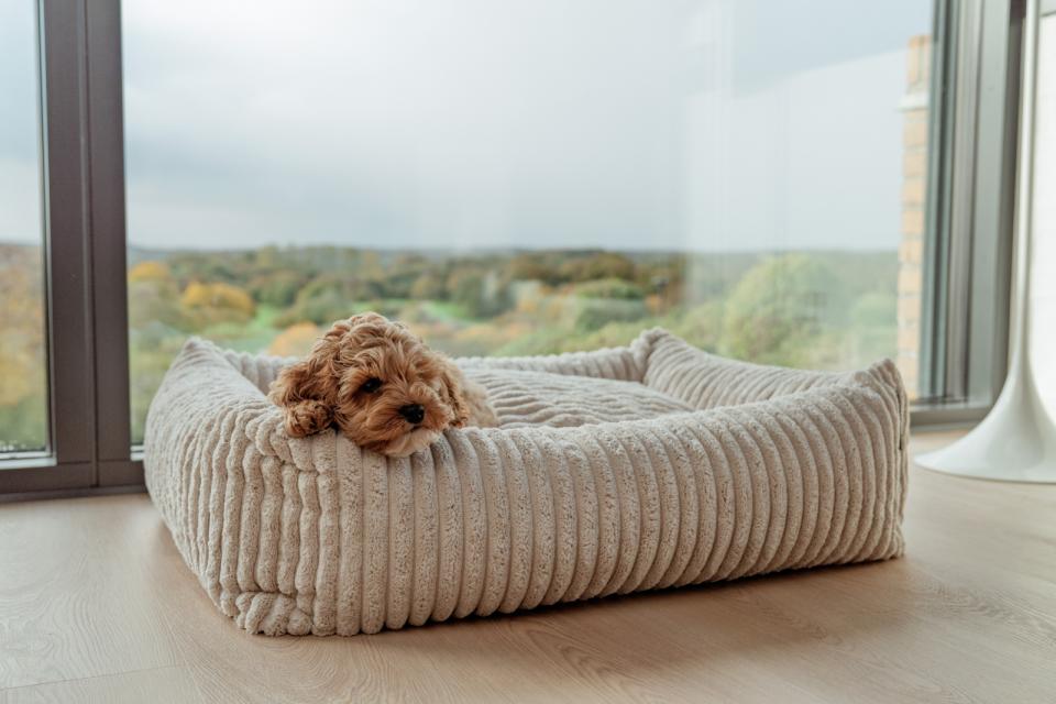 Companion Cocoon Anders dog bed