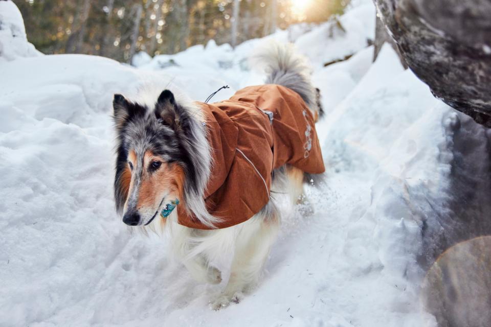 Hurtta Monsoon II ECO hundjacka