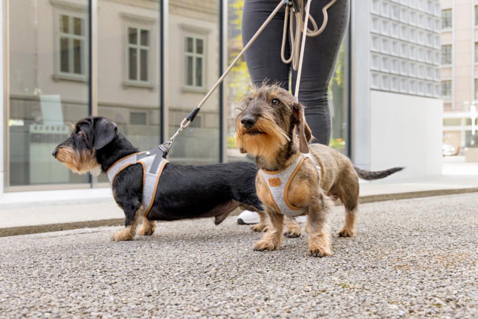 Curli Vest Clasp Alpine dog harness