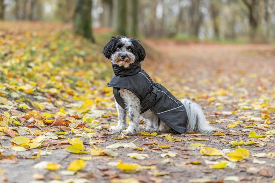 Trixie Brizon 2.0 Winterjacke für Hunde