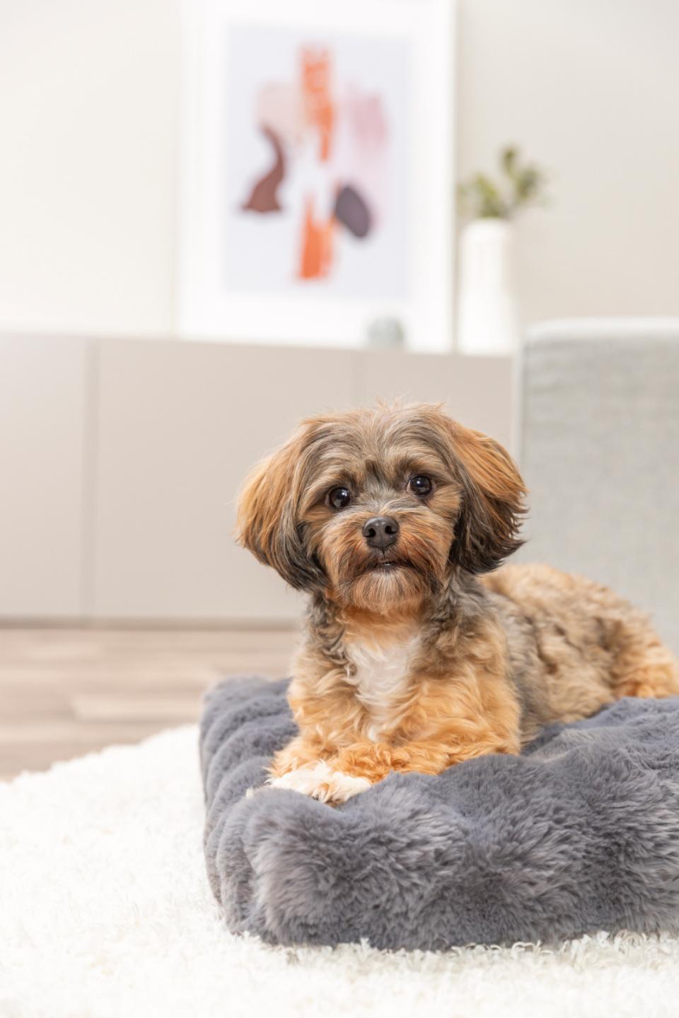 Trixie Elli dog cushion, square