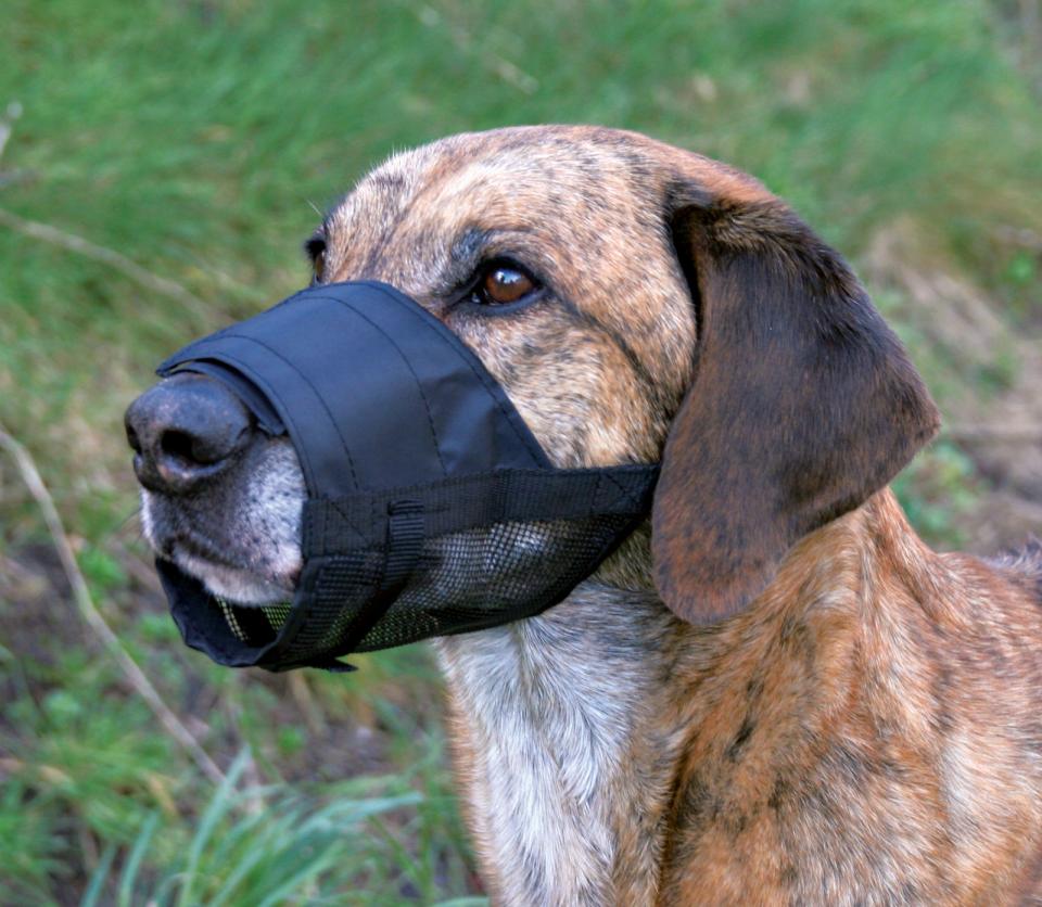Muzzle with Net Insert