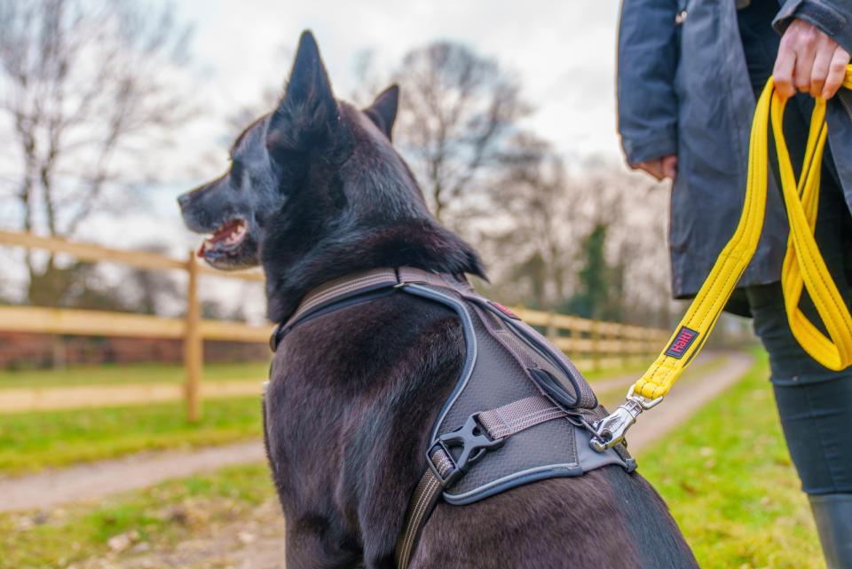 Halti BRIG safety dog line