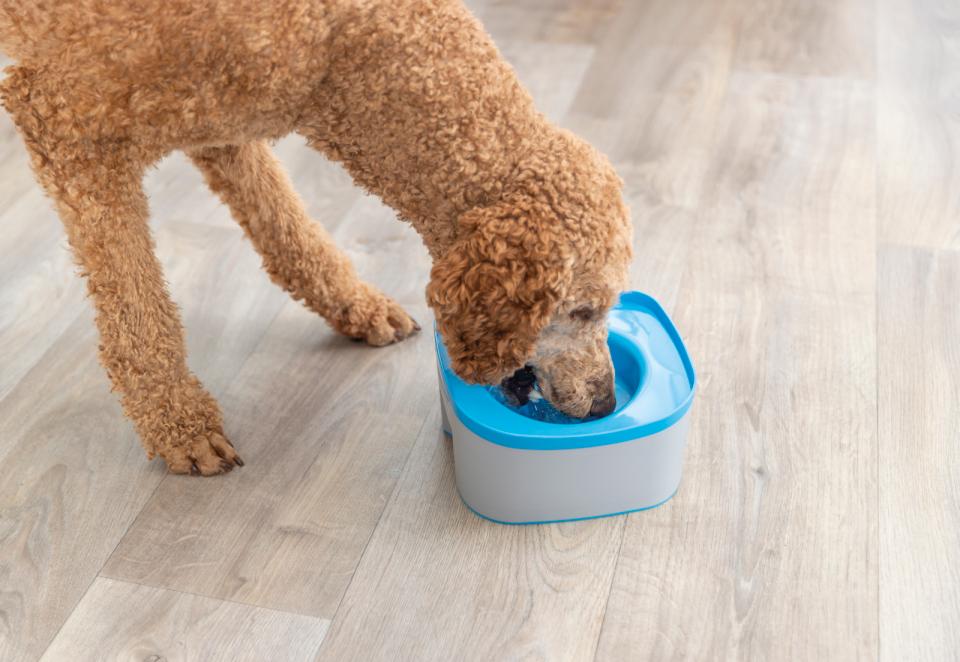 Trixie strong travel bowl