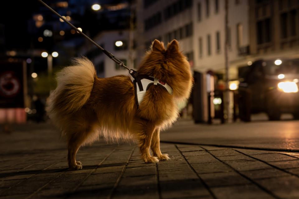 Curli Vest Clasp Glow dog harness