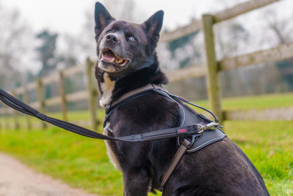 Halti BRIG safety dog line