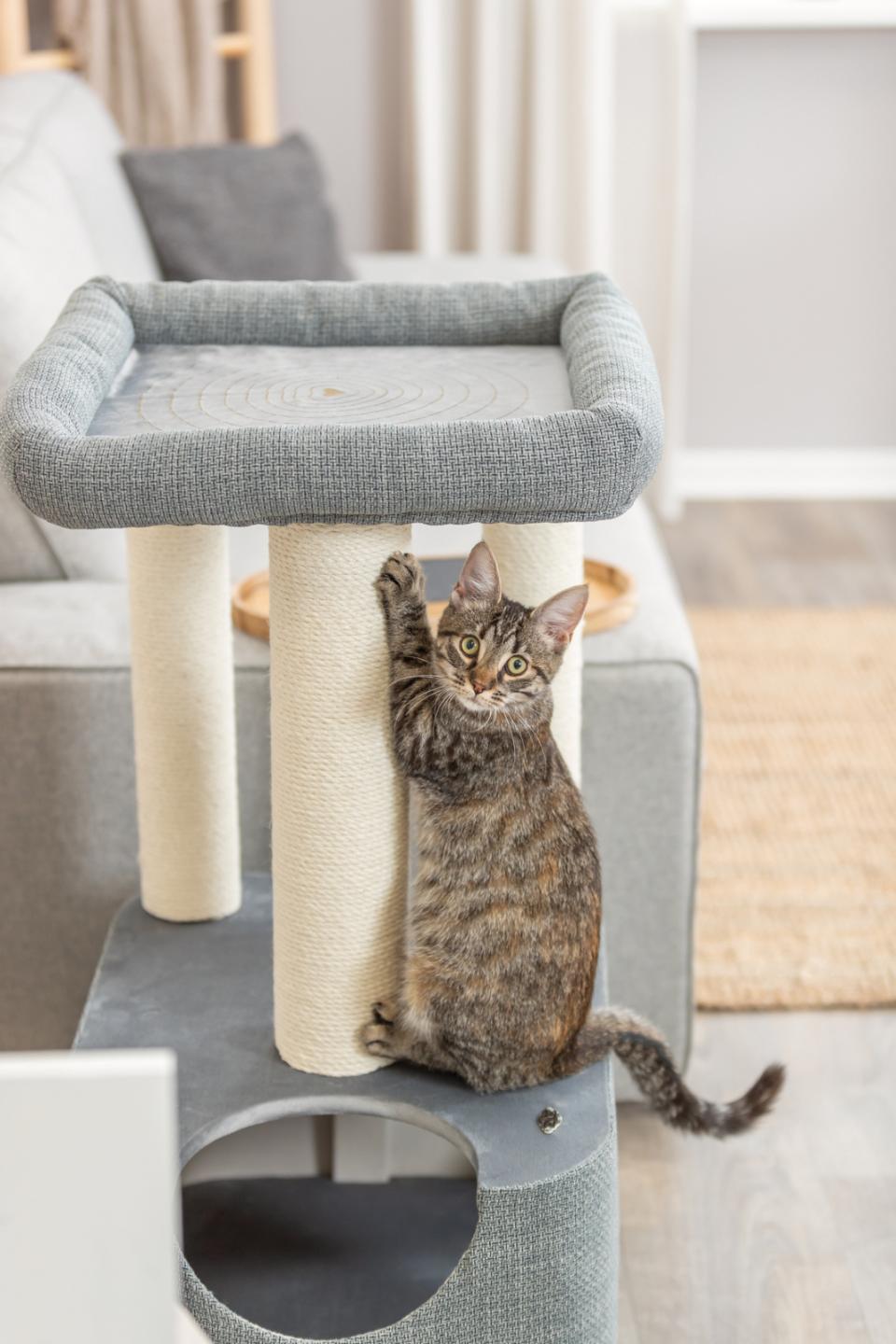 Trixie Viviana scratching tree, square