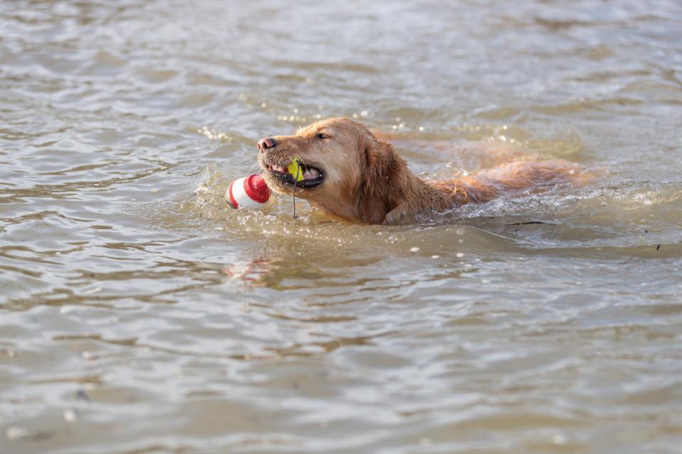 Trixie Aqua legetøj snack bøje i TPR