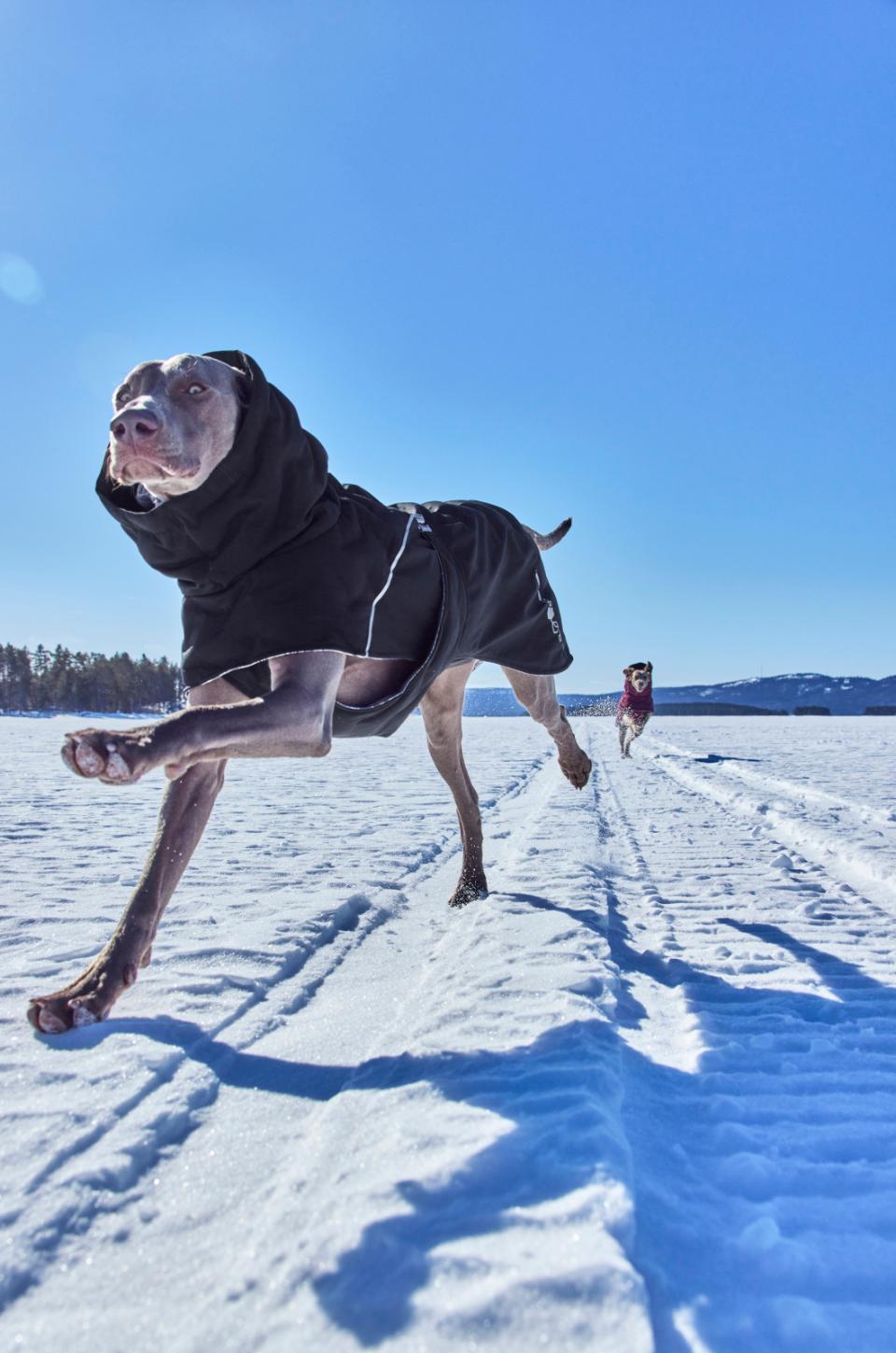 Hurtta Extreme Warmer III ECO dog coat