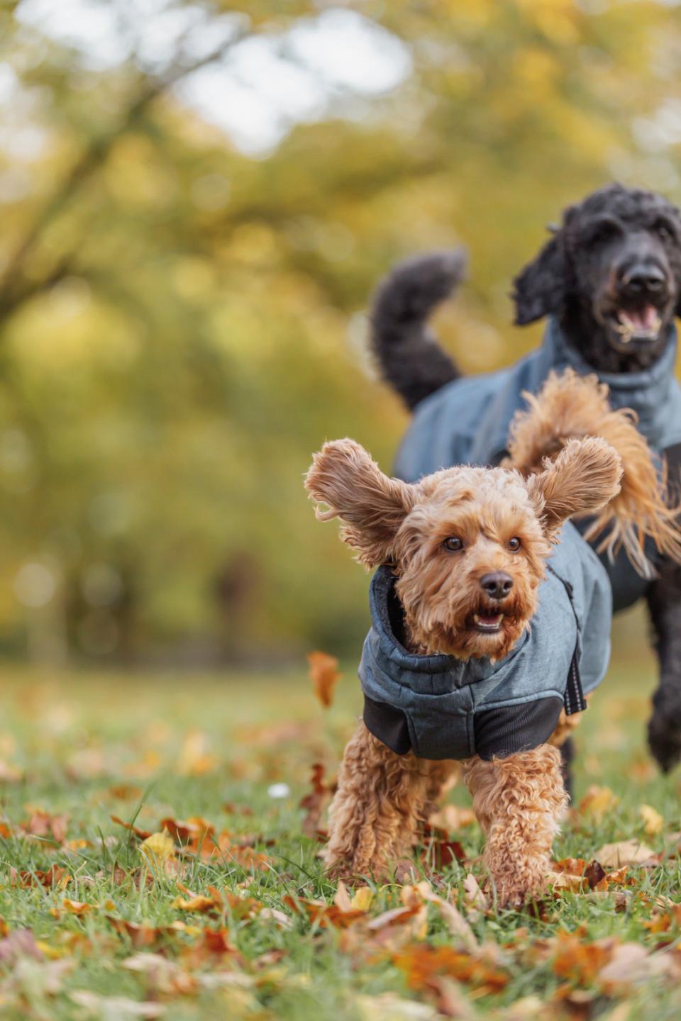 Trixie Riom Wintermantel für Hunde