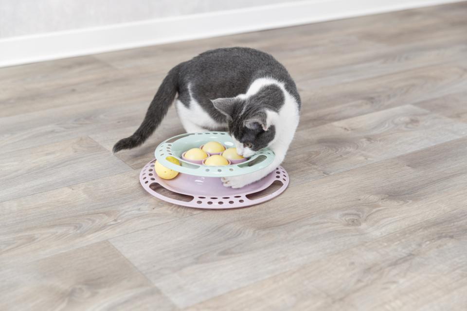 Junior legecirkel til killinger