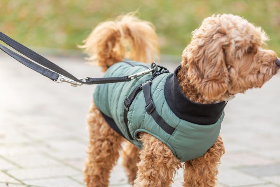 Trixie Pontis dog blanket with harness