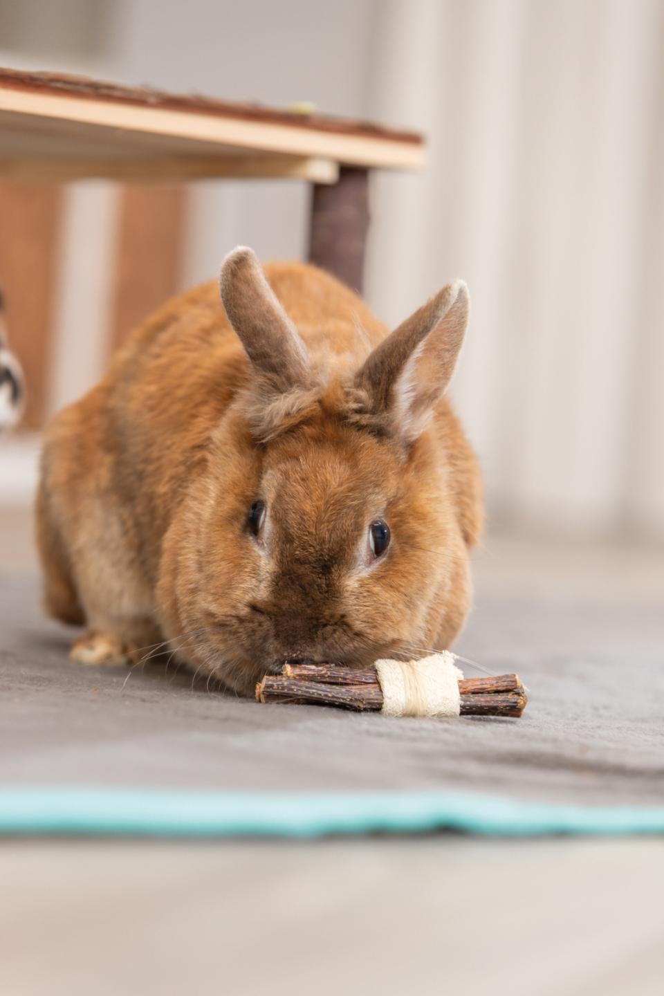 Trixie sticks with loofah