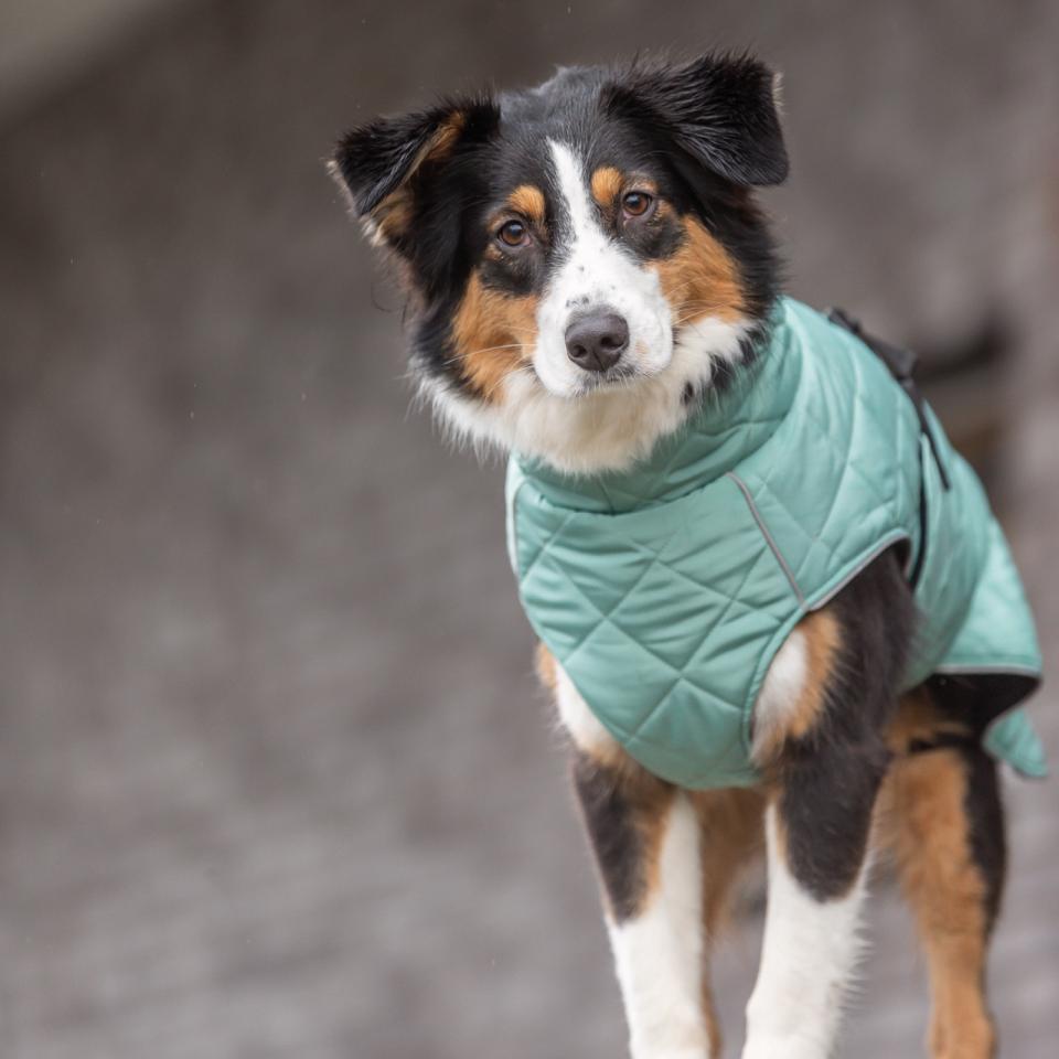 CityStyle Oslo jacka för hundar