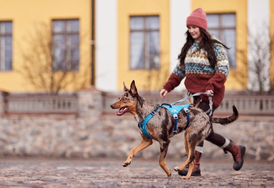 Hurtta Safeguard ECO harness