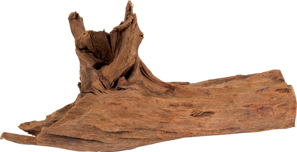 Mangrove trädrötter