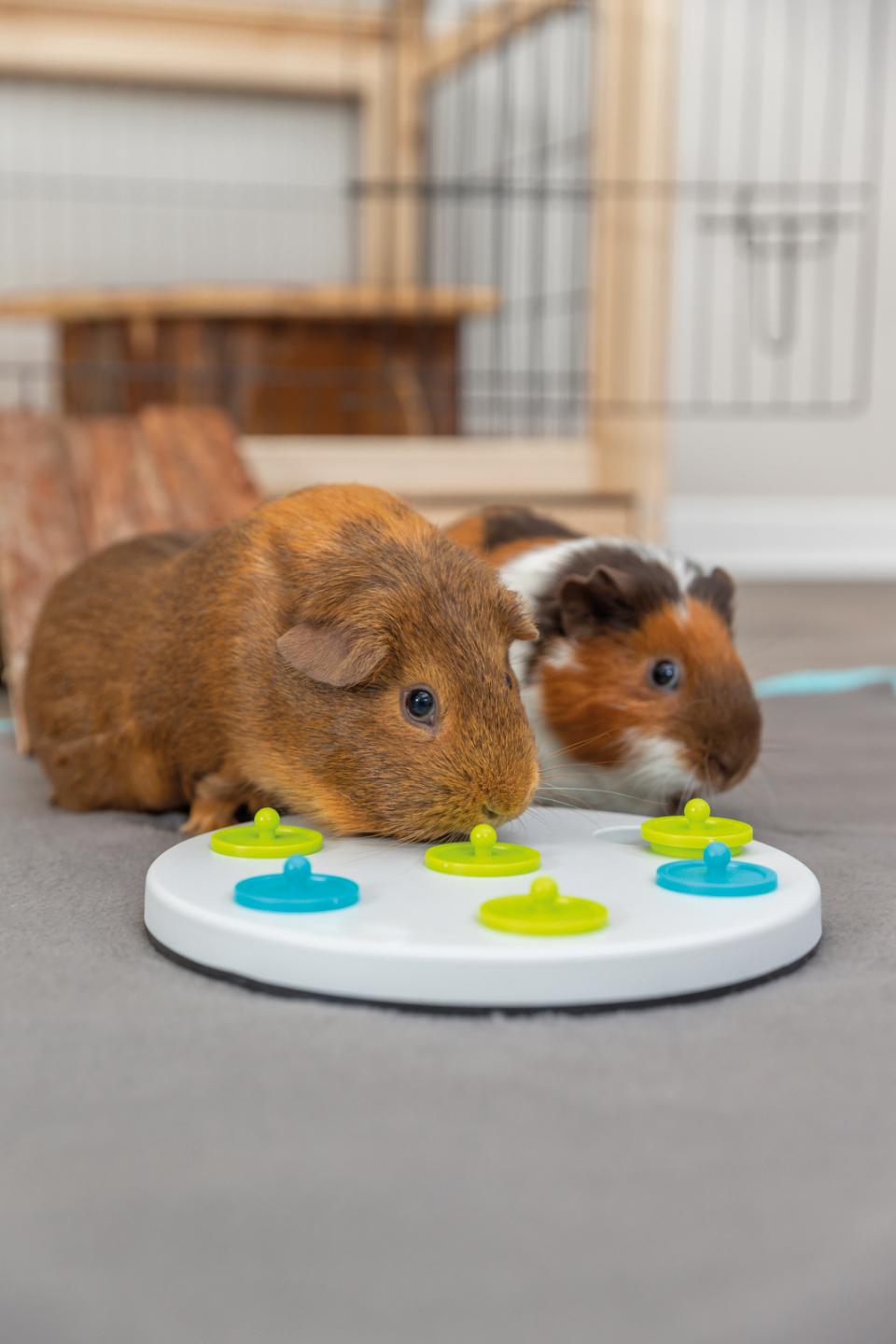 Snack Board Strategy Game