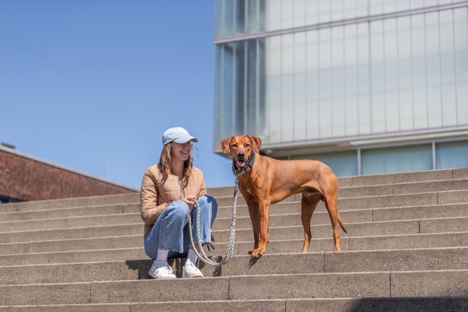 Premium halsbånd med neopren polstring, ekstra bred