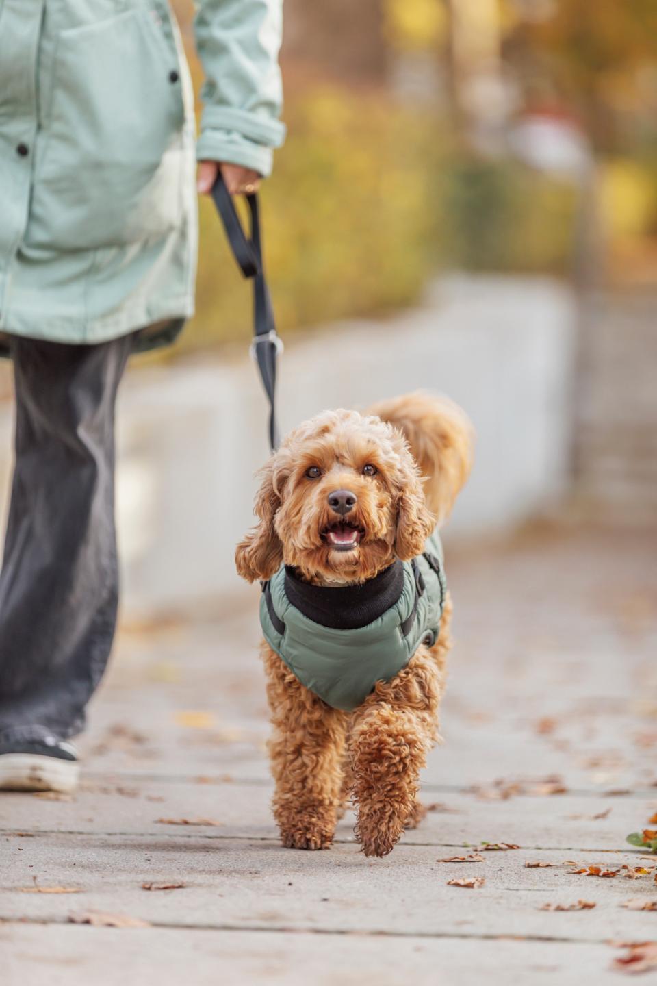 Trixie Pontis dog blanket with harness