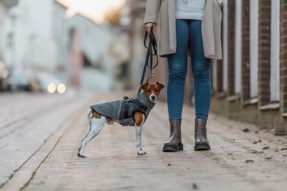 Trixie Pontis Reflect dog blanket with harness