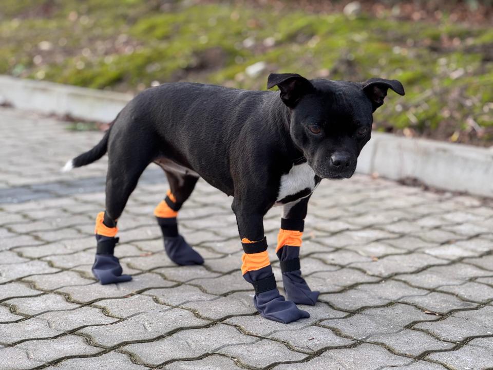 Companion dog booties