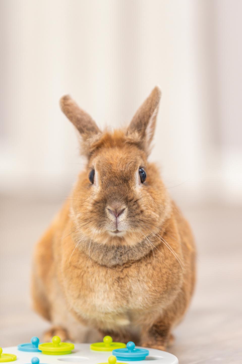 Snack Board Strategy Game