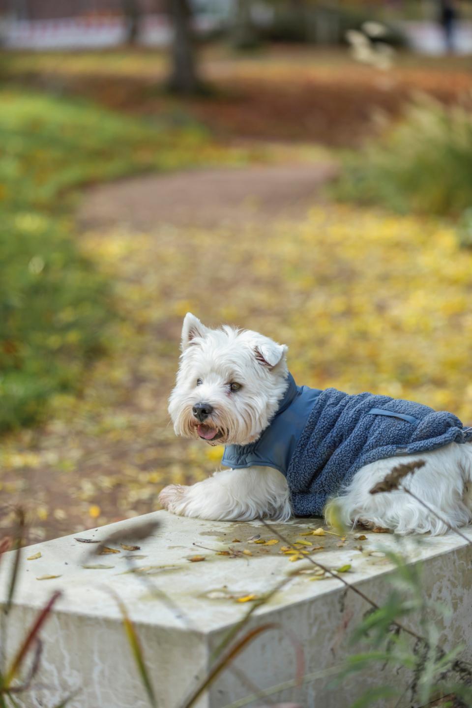 Trixie Ajou winter dogcoat