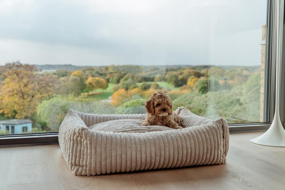 Companion Cocoon Anders dog bed