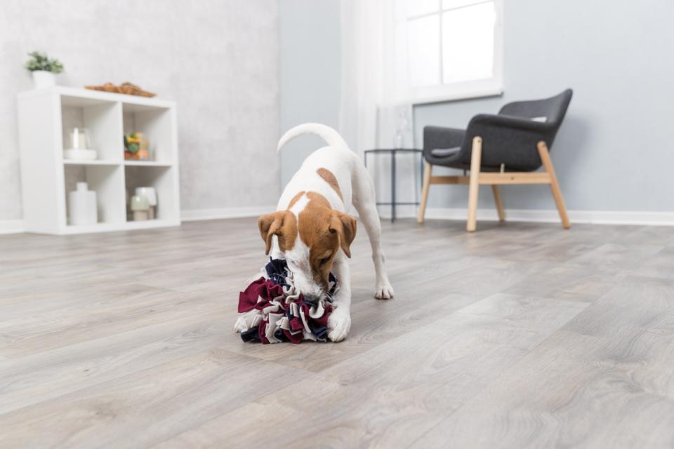 Dog activity snuse bold