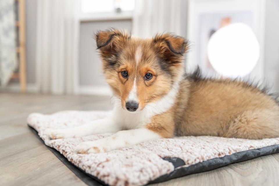 Trixie Calida lying mat w/heat-reflect.inlay