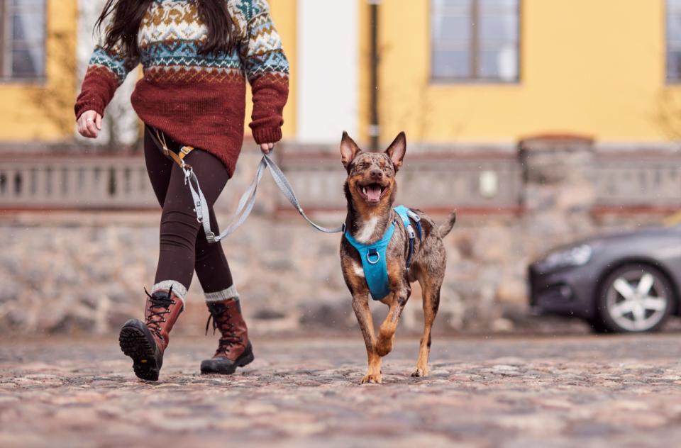 Hurtta Safeguard ECO harness