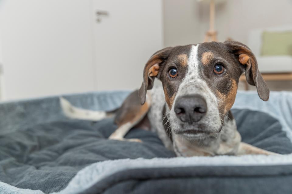 Trixie Vital Bed Lino Soft, Oval