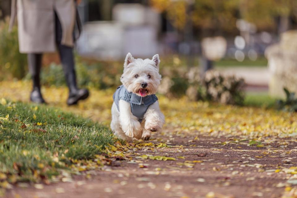 Trixie Ajou winter dogcoat