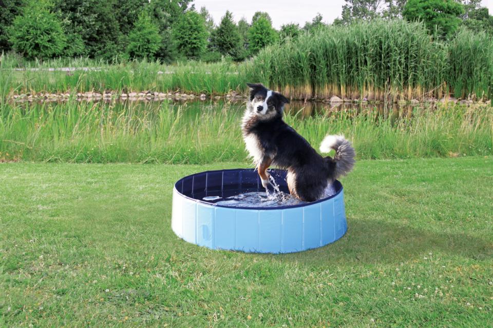 Dog Pool