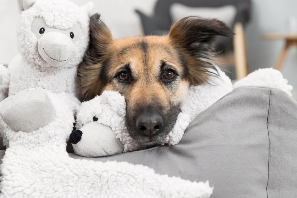 Trixie Be Eco, esel Elenor, resirkulert plysj