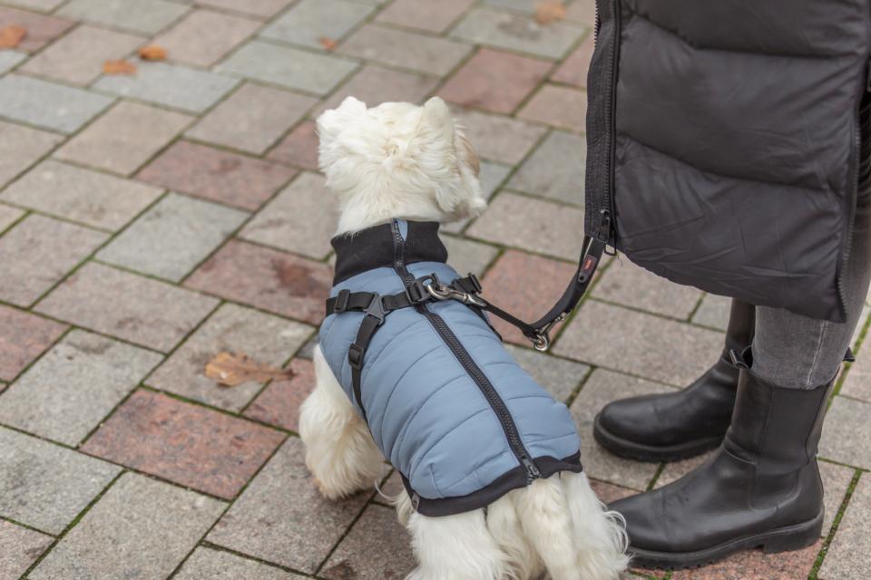 Trixie Pontis dog blanket with harness