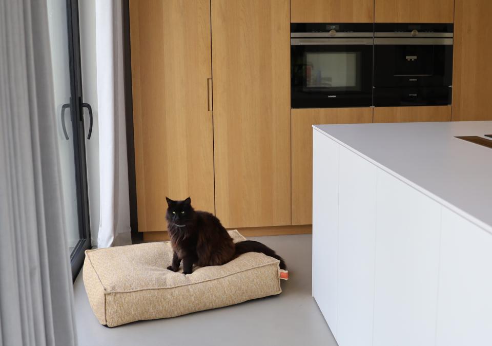 Fantail Stargaze Honey Nap madras