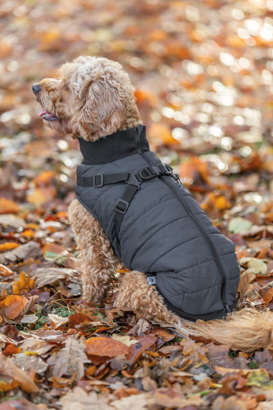 Trixie Pontis dog blanket with harness