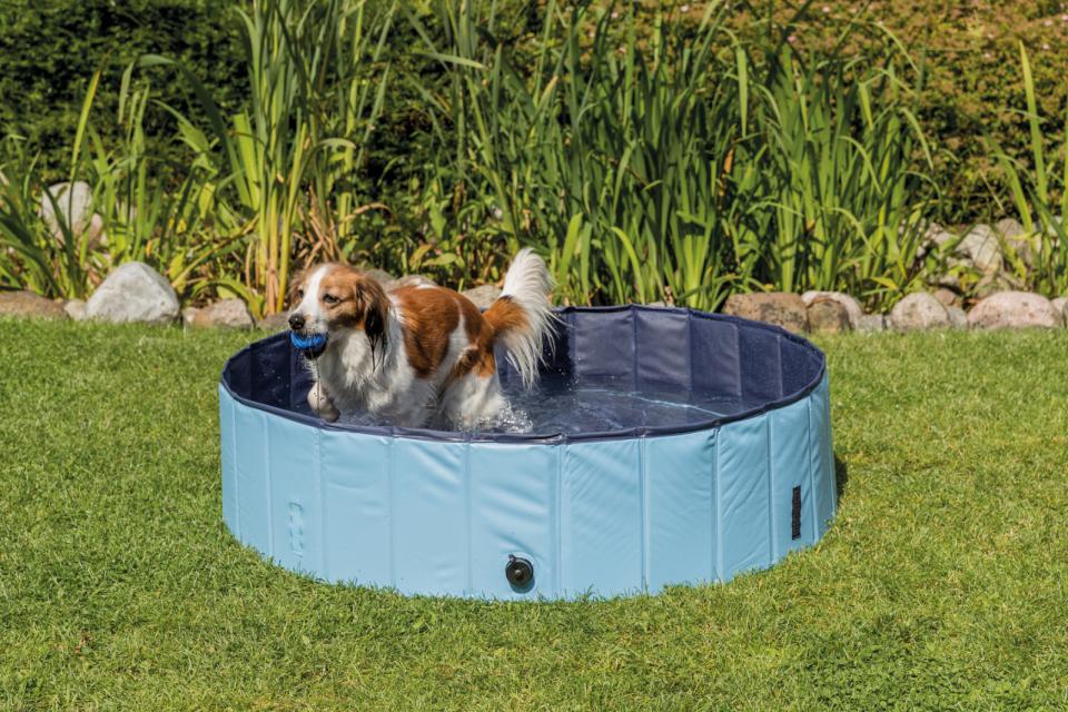 Dog Pool