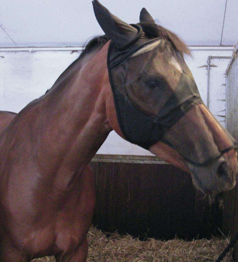 HorseGuard Insektsmask m/mulskydd