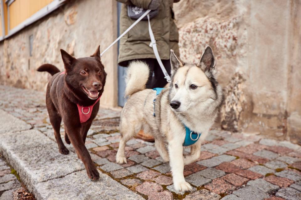 Hurtta Safeguard ECO harness