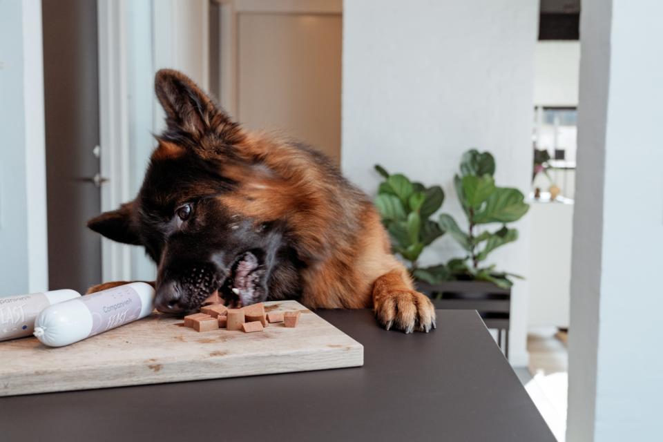 Companion+ FEAST foderpølse til hunde, And