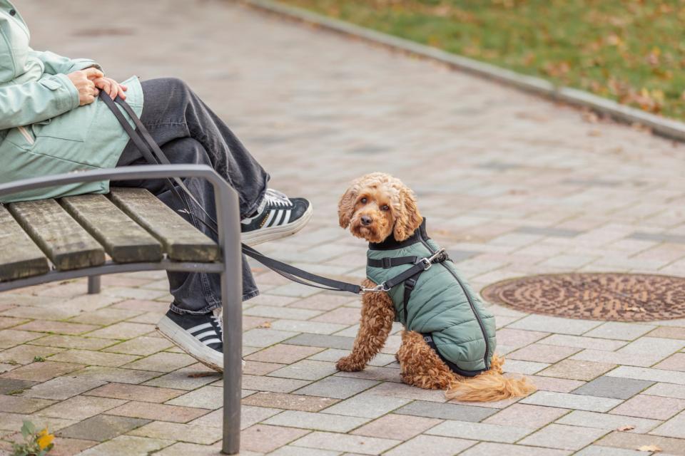 Trixie Pontis dog blanket with harness