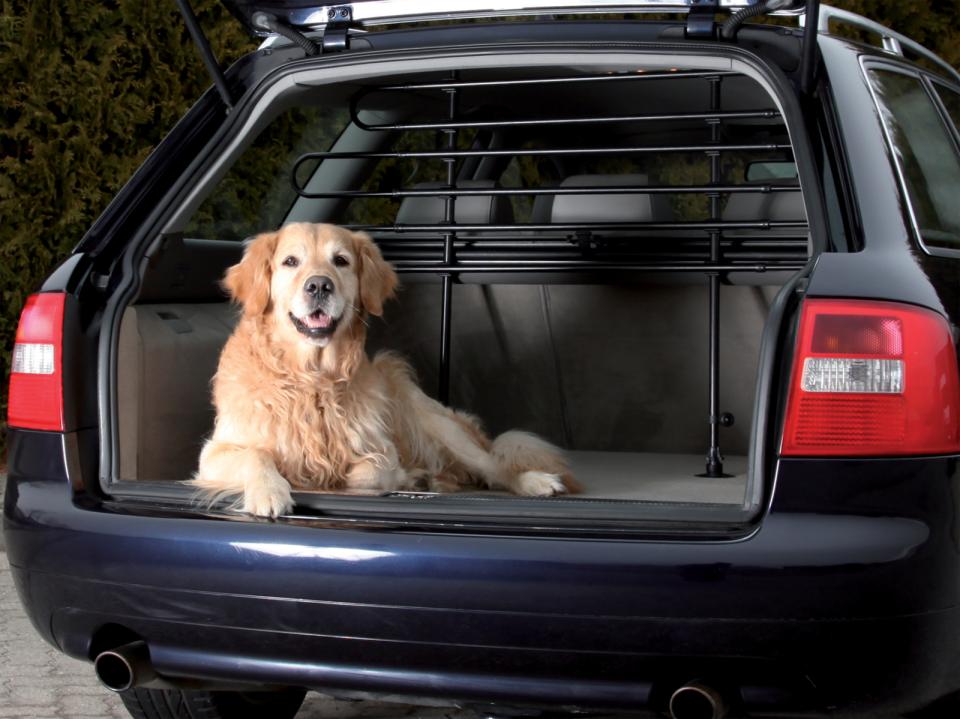 Car Dog Grid