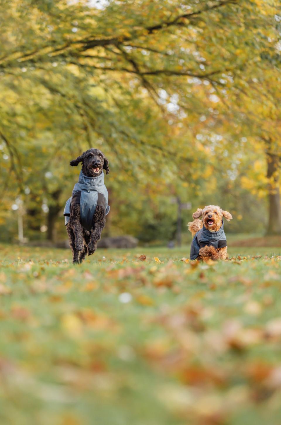 Trixie Riom Wintermantel für Hunde