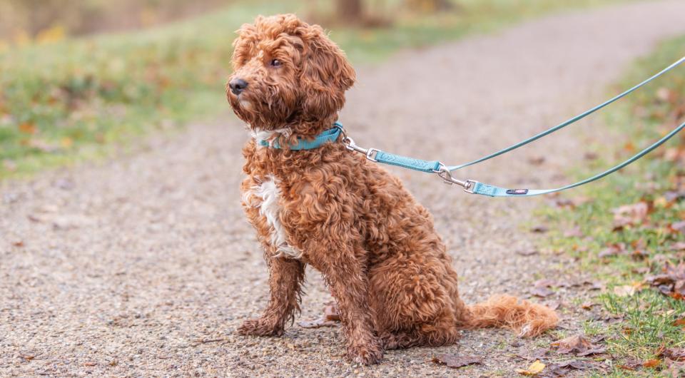 Trixie Premium Hundehalsband